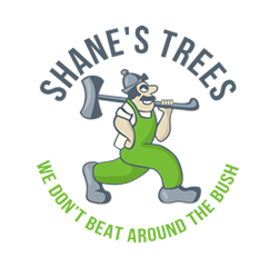 Shane's Trees: Elizabeth Bay