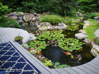 Aquascape Supplies Australia
