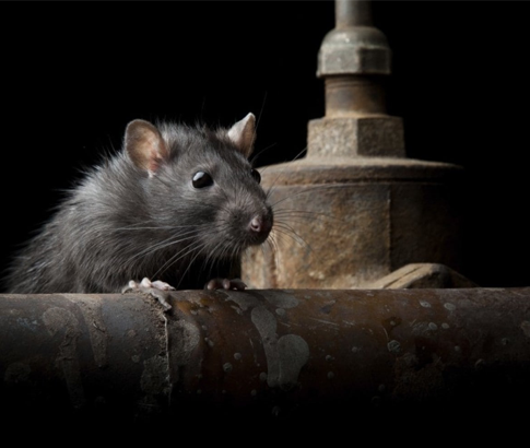 Possum Piper