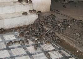 Rat Removal Brisbane