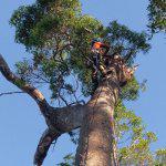 Arrow Tree Services