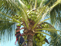 Adam's Tree Services
