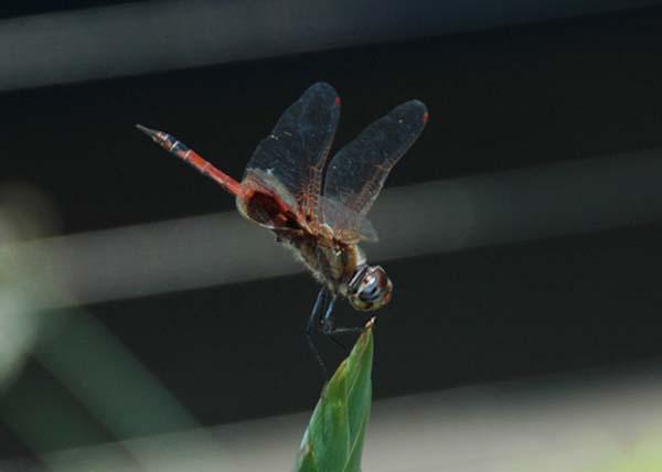 DK Photography