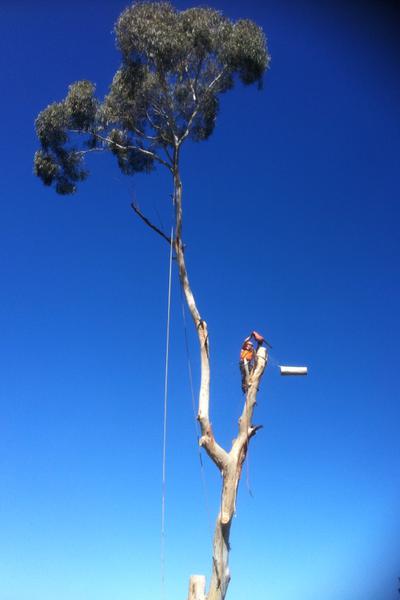 Arbor Bizz Tree Services