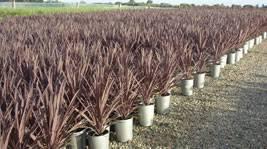 Benara Nurseries: Carabooda