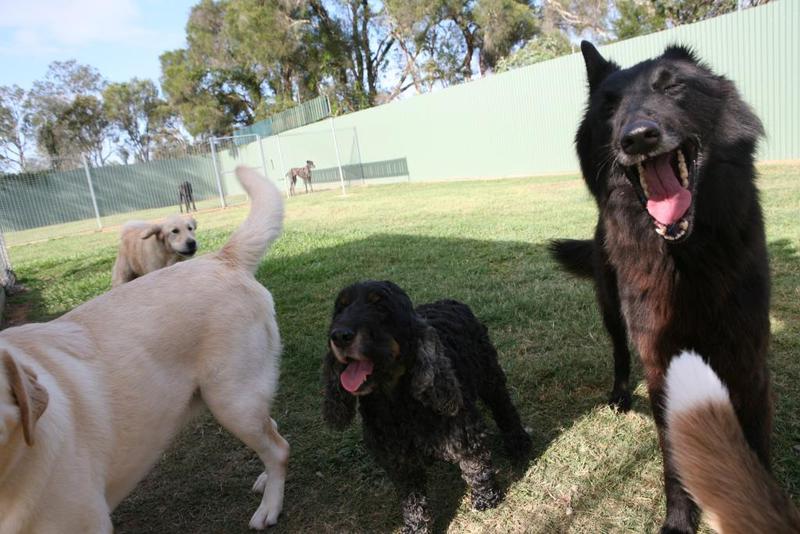 Durack Pet Motel