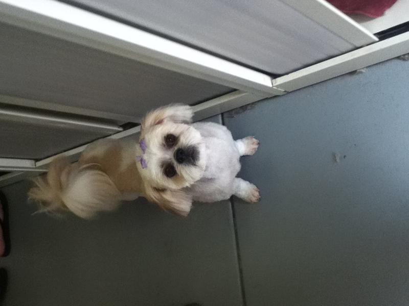 Classic K9 Dog Grooming