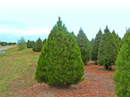 Merry Christmas Trees