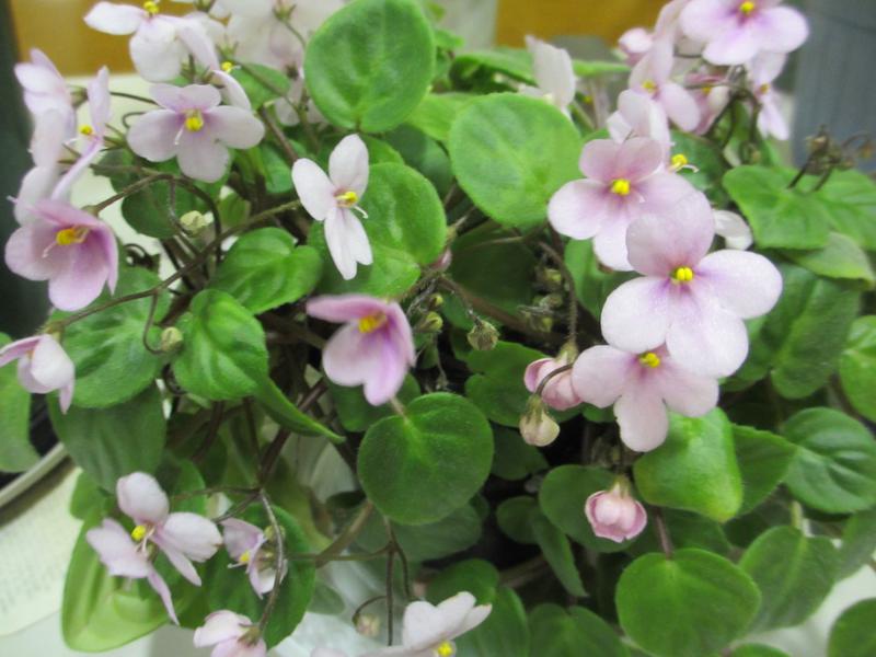 Broadmeadows & District Garden Club