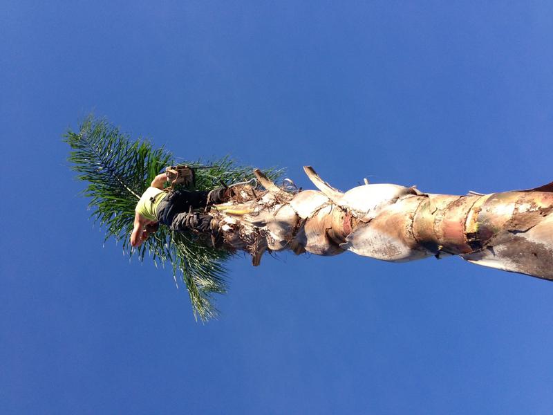TLC Trees