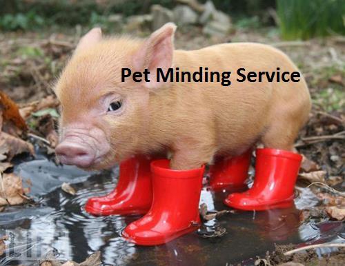 For Pet's Sake: Tweed Valley