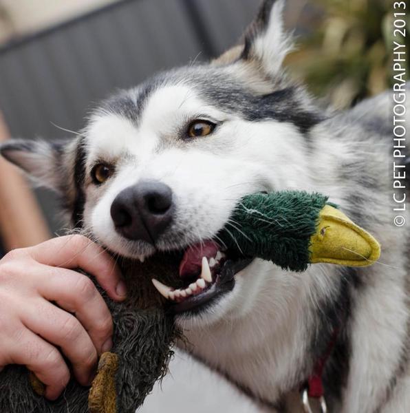 LC Pet & Portrait Photography