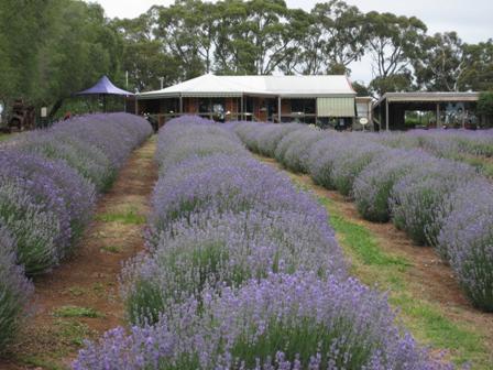 Warratina Lavender Farm