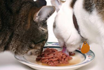 Select Pets Bicton