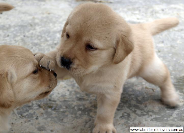 Labrador Puppies for Sale by Registered Labrador Breeders