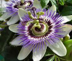 Plants with Passion