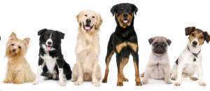 West Torrens Dog Obedience