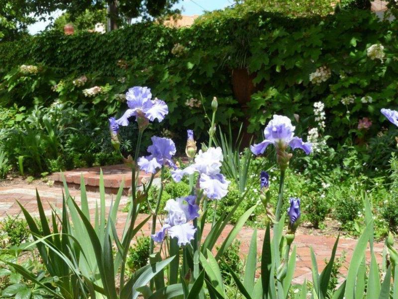 Jill Weatherhead Garden Design: Belgrave