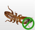 Drymaster Pest Control Pty Ltd