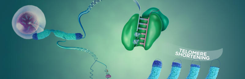 Telomeres Repair Centre