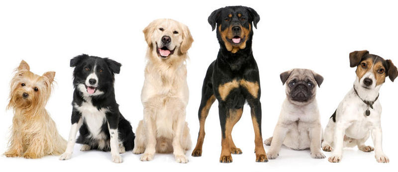 Hollywood Dogs