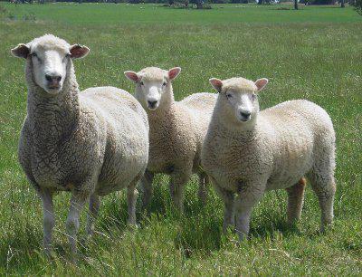 Chrome Sheep Studs