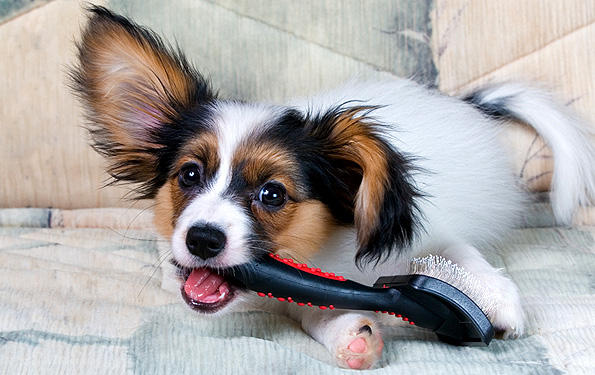 Paws and Claws Dog Grooming