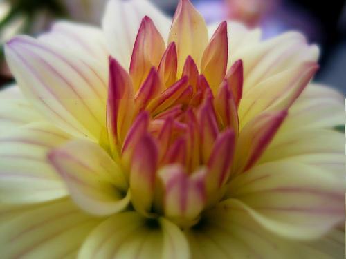 Flower Photos Online