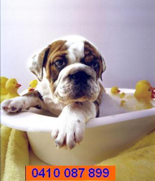 Shag Dog Grooming Services