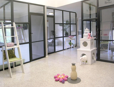 Cat Utopia