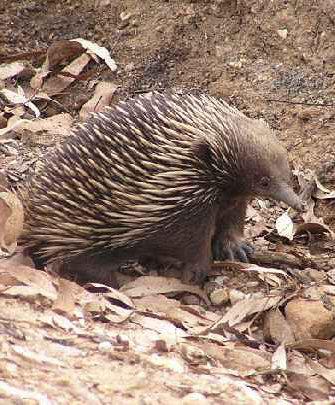 Echidna Walkabout