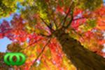 Landscaper Brisbane