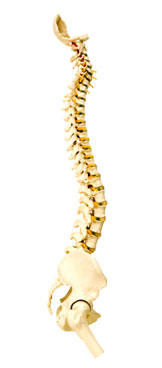 Back on Track Osteo & Clinic