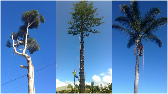 All Round Tree & Garden Care