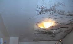 Mould Cleaning Australia
