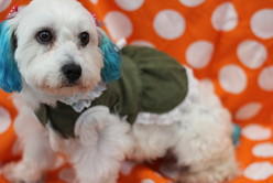 Dainty Dog Grooming Salon
