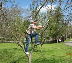 Boots Tree Services