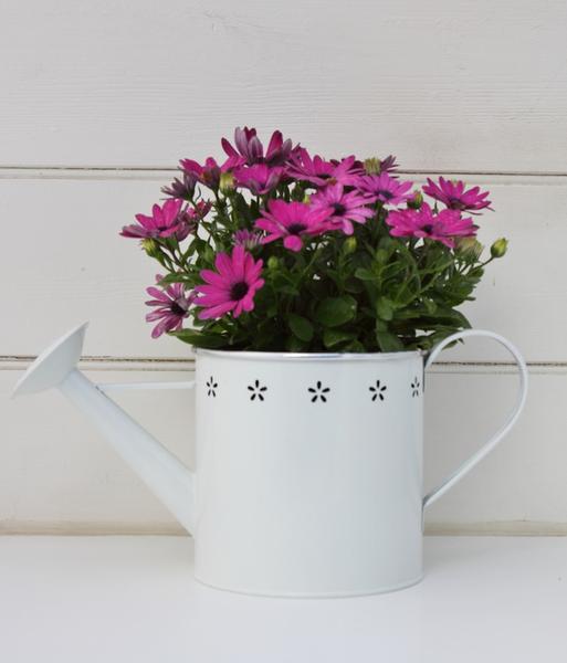 Green Thumb Gifts
