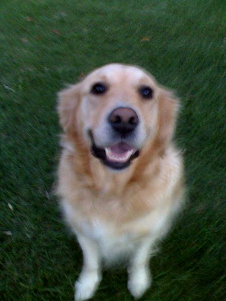 Rosie 2 The Rescue