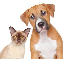 Kennel Bookings Online Pty Ltd