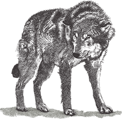 Bugwolf logo
