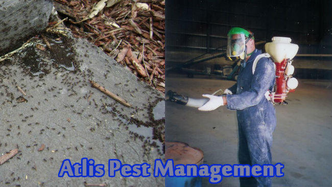 Atlis Pest Management