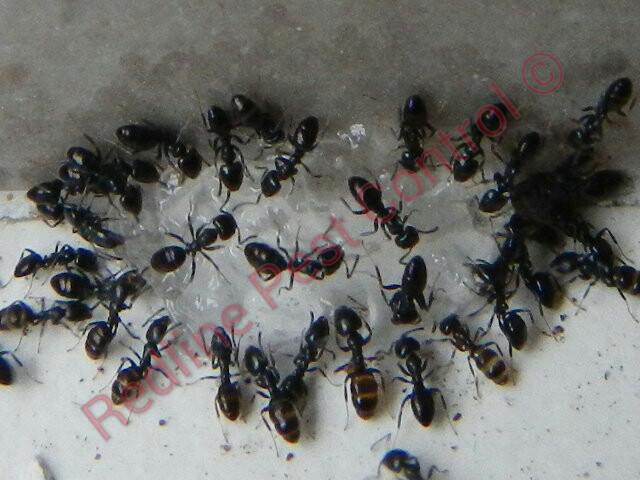 Redline Pest Control
