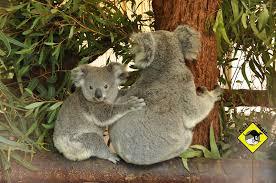 West OZ Travel