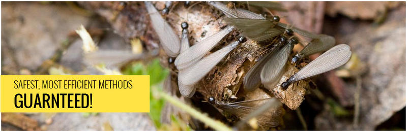 Falls Pest Control: Penrith