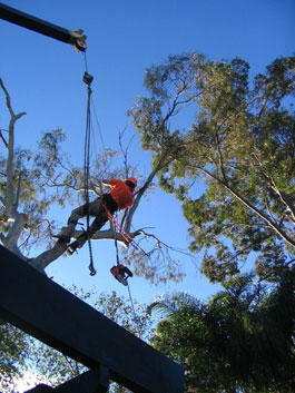 A and J Tree Services