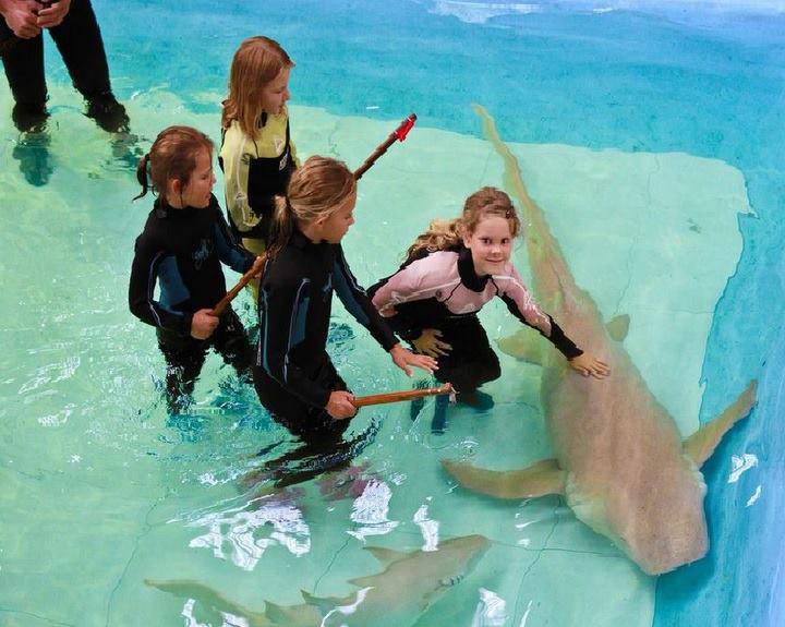 The Australian Shark & Ray Centre