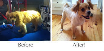 Glenelg Doggy Grooming