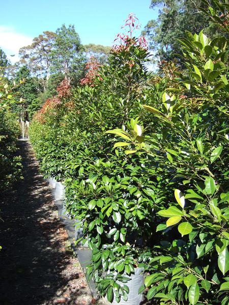 Raintree Nursery