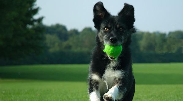 Dog Training Systems